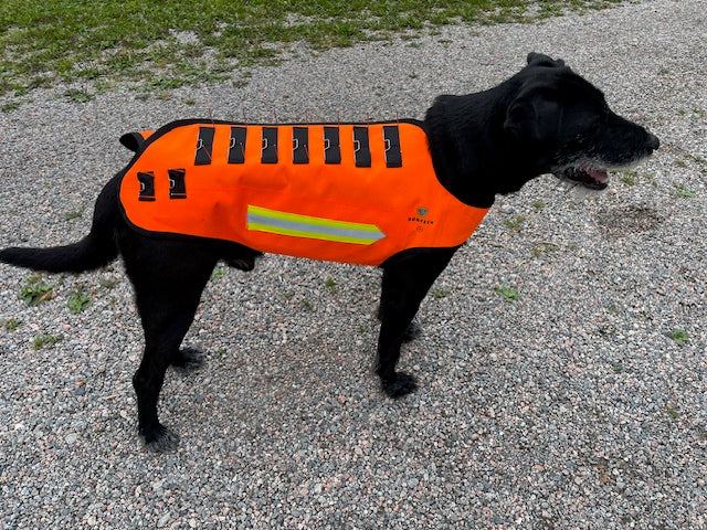 Dogtech Wolf med vargstål monterat på en svart blandrashund, fotat från sidan.