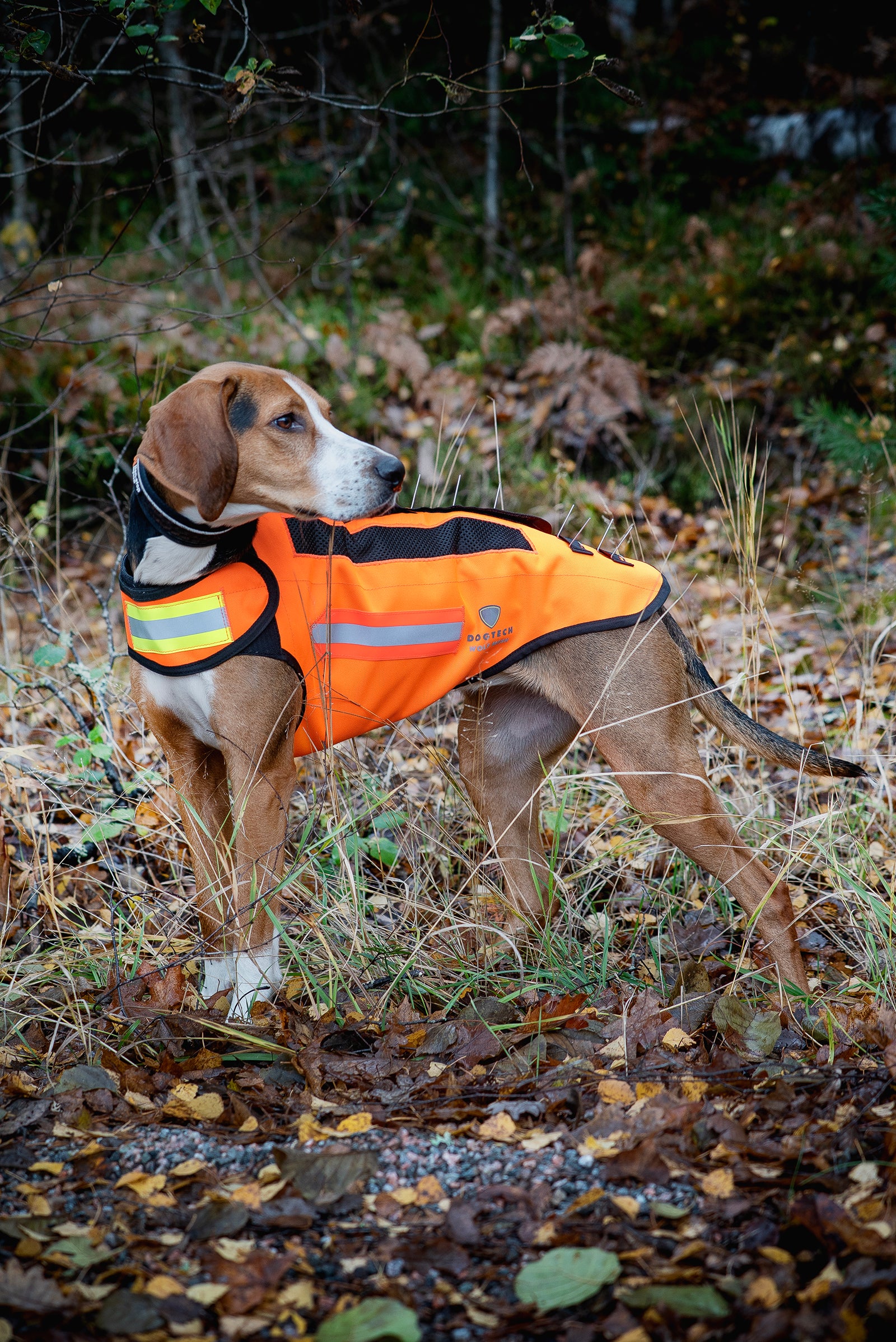 Dogtech Wolf Mesh med vargstål monterat på en hamiltonstövar-hund. 